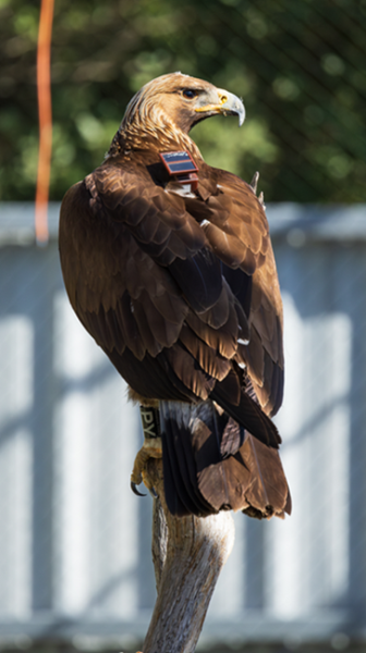 Aigle royal avec sa balise GPS