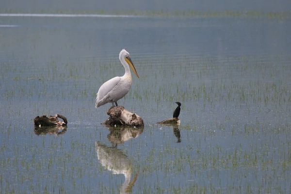 Pélican frisé et cormoran pygmée, juchés chacun sur un rocher au milieu d'un étang