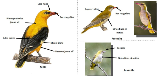 Fiche Loriot