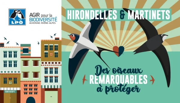 Illustration hirondelles et martinets