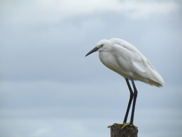 Aigrette Garzette