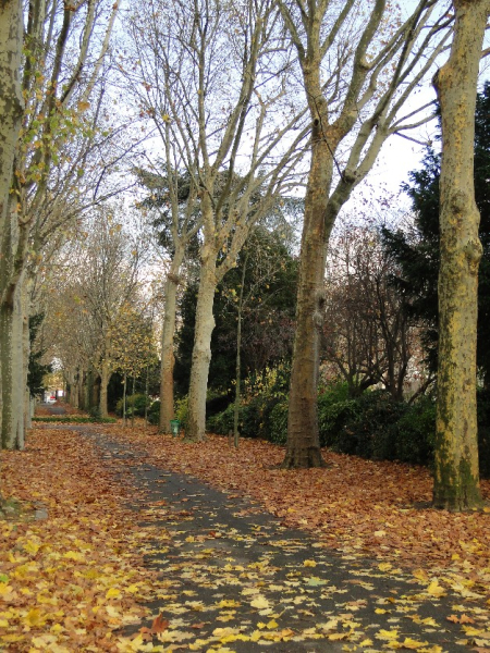 Cimetière parisien d'Ivry-sur-Seine : allée
