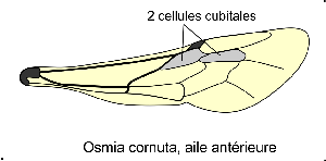 Osmia aile dessin