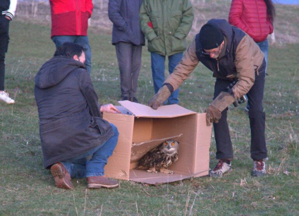 Grand-duc dans son carton