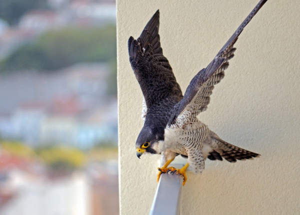 Faucon pèlerin sur un balcon à Sète