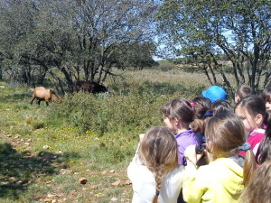 La garrigue