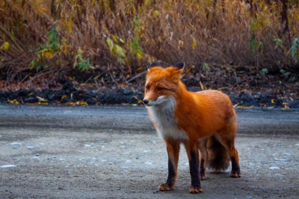 Le renard roux (Vulpes vulpes)