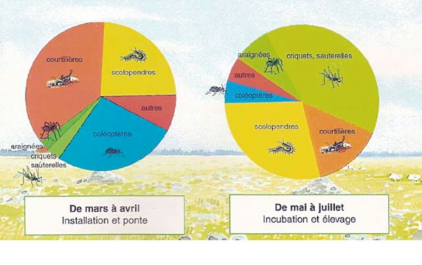 Régime alimentaire des adultes de faucon crécerellette en plaine de Crau (Lepley, 1999, inédit)