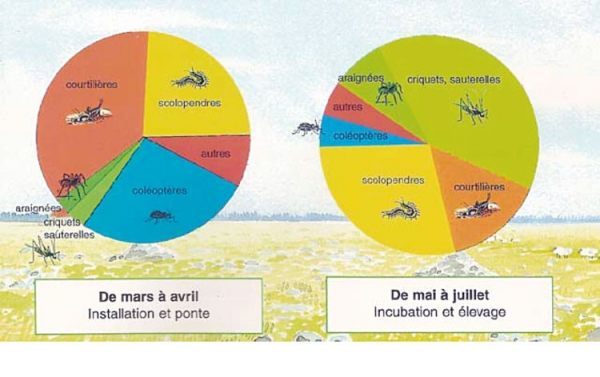 Régime alimentaire des adultes de faucon crécerellette en plaine de Crau (Lepley, 1999, inédit)