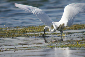 Aigrette Garzette (capture d'une proie)