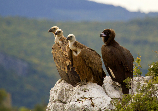 Vautour moine Bernardus, posé sur un rocher, à côté de trois vautours fauves