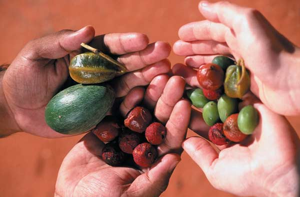 Récolte de graines de brousse dans le bush australien appelée "bush tucker" / Wikipédia