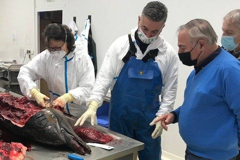 Dissection avec Allain Bougrain Dubourg  (le 23 février 2021, à La Rochelle, au laboratoire PELAGIS) d’un dauphin tué par la pêche © D.Chevillon