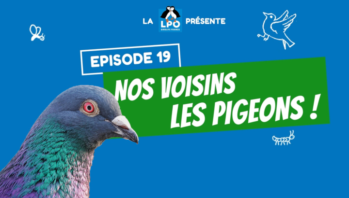 Miniature de l'épisode 19 de Colocataires sauvages