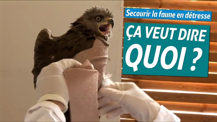 Miniature de la vidéo Secourir la faune en détresse, ça veut dire quoi ? - Ayez les bons gestes ! #1