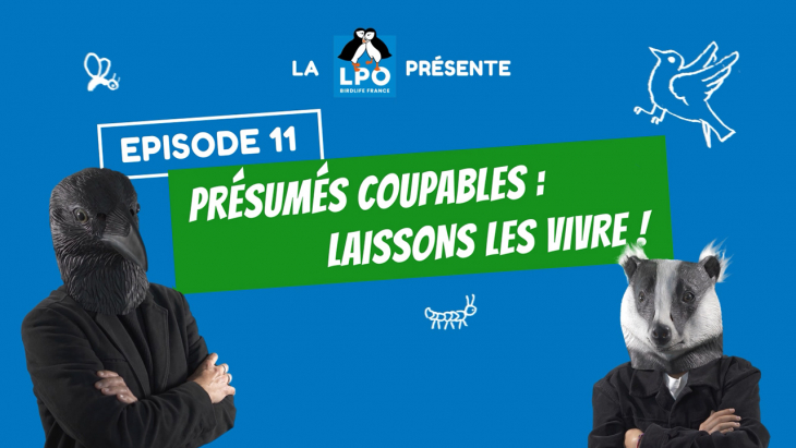 Miniature épisode 11 de la websérie Colocataires sauvages