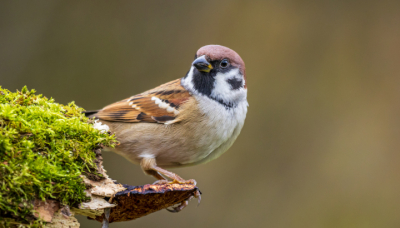 Histoire - LPO (Ligue pour la Protection des Oiseaux) - Agir pour la  biodiversité