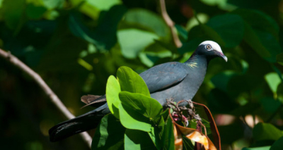 Fin du piégeage à la glu : le Conseil d'État donne définitivement raison à  la LPO - LPO (Ligue pour la Protection des Oiseaux) - Agir pour la  biodiversité