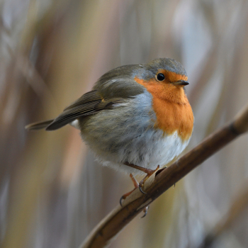 Rougegorge familier sur une branche