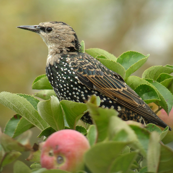 Etourneau sansonnet (Sturnus vulgaris) dans un pommier
