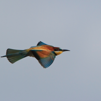 Guêpier d'Europe (Merops apiaster) en vol