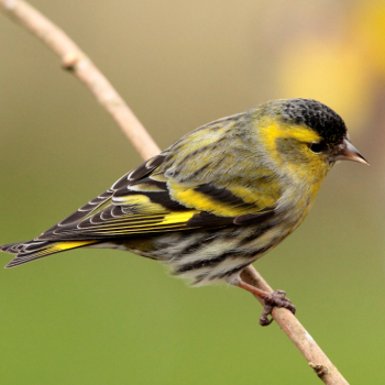 Tarin des aulnes (Spinus spinus) posé sur une branche
