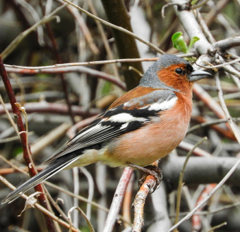 Pinson des arbres (Fringilla coelebs)