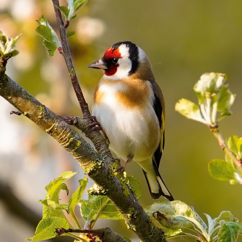 Chardonneret élégant (Carduelis carduelis)