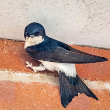 Hirondelle de fenêtre (Delichon urbicum)