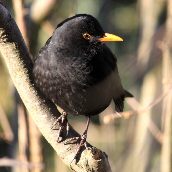 Merle noir (Turdus merula) mâle