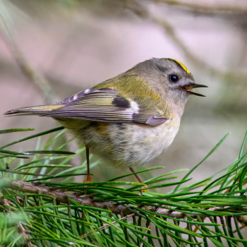 Roitelet huppé (Regulus regulus)