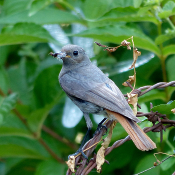 Rougequeue noir (Phoenicurus ochruros)