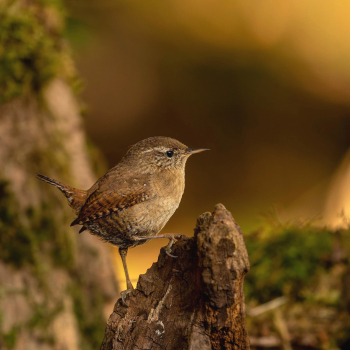 Troglodyte mignon (Troglodytes troglodytes)