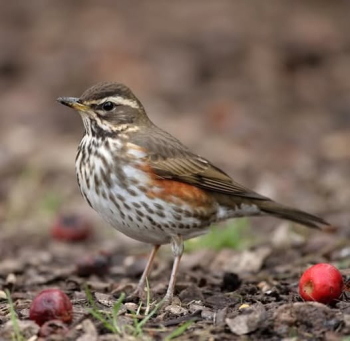 Grive mauvis (Turdus iliacus)
