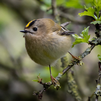 Roitelet huppé (Regulus regulus)