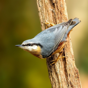 Sittelle torchepot (Sitta europaea)