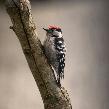 Pic épeichette (Dryobates minor)