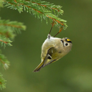 Roitelet huppé (Regulus regulus) - femelle