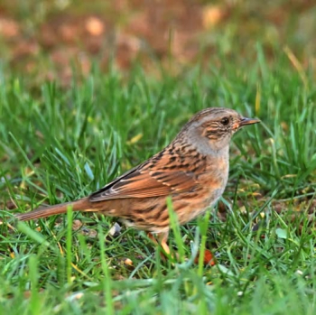 Accenteur mouchet (Prunella modularis)