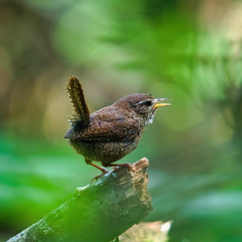 Troglodyte mignon (Troglodytes troglodytes)