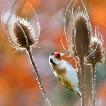 Chardonneret élégant (Carduelis carduelis)