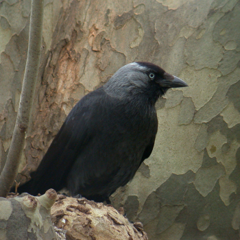 Choucas des tours (Coloeus monedula)