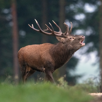 Cerf élaphe