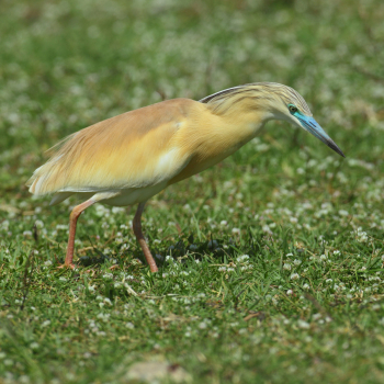 Crabier chevelu (Ardeola ralloides)