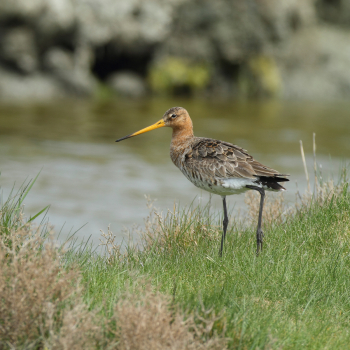Barge à queue noire (Limosa limosa)