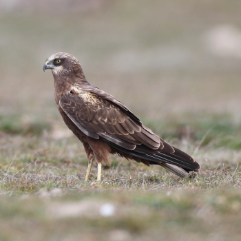 Busard des roseaux (Circus aeruginosus)
