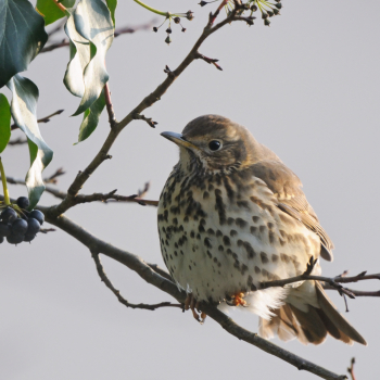 Grive musicienne (Turdus philomelos) sur une branche