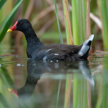 Gallinule poule-d’eau