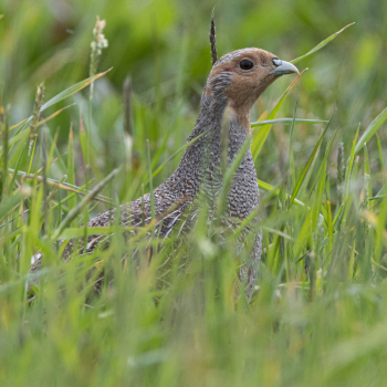 Perdrix grise dans les herbes
