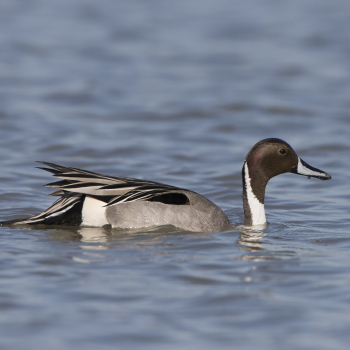 Canard pilet (Anas acuta)